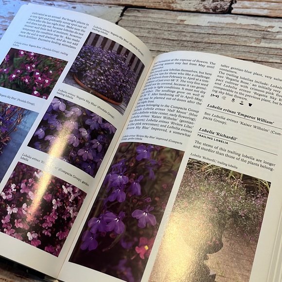 The Complete Encyclopedia Of Summerflowers - Picture 10 of 11